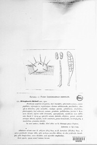 Eriosphaeria rehmii image